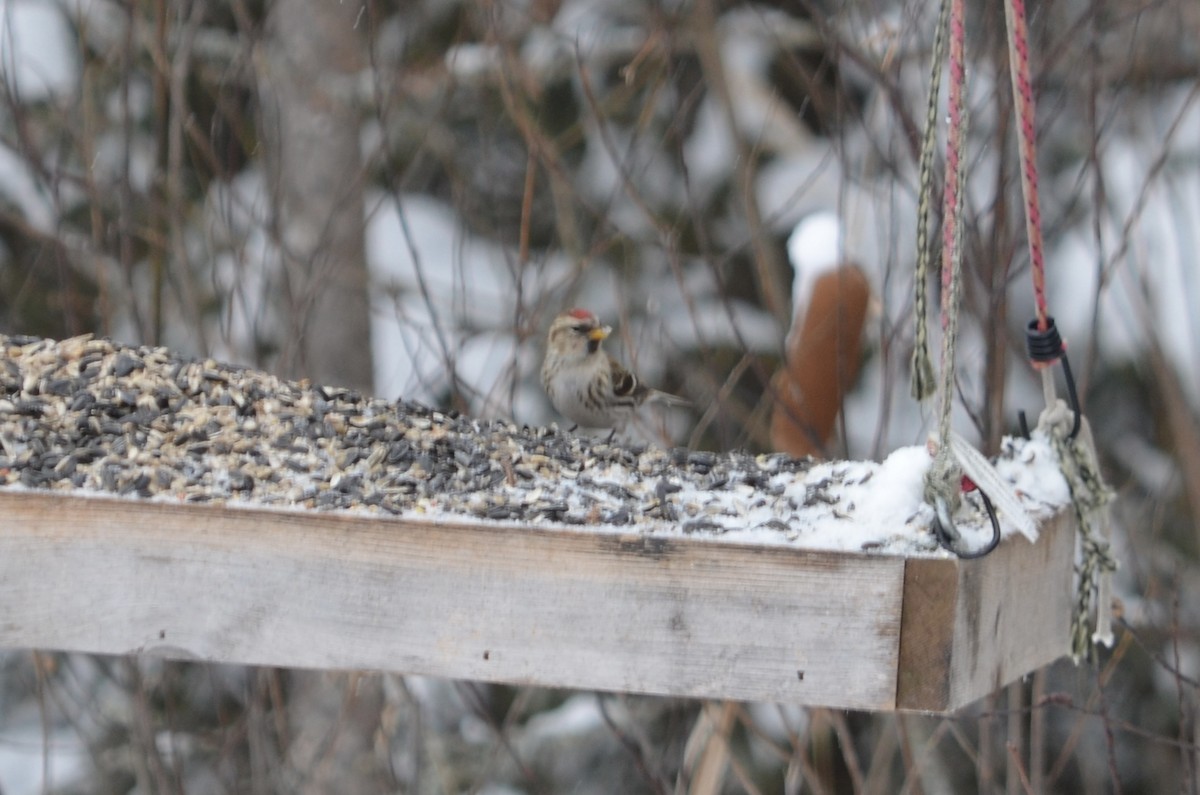 普通朱頂雀(flammea/rostrata/islandica) - ML646444905