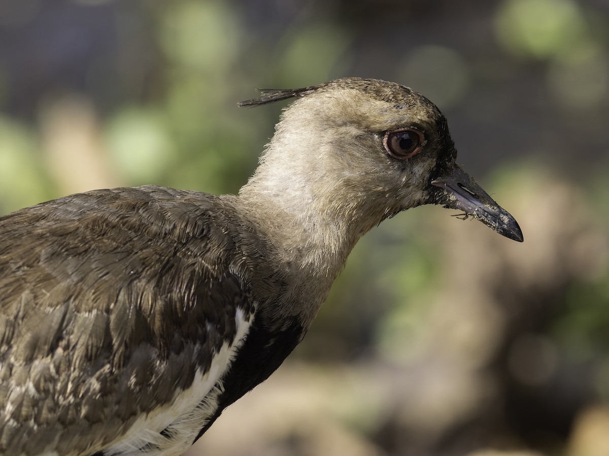 Southern Lapwing - ML646444906