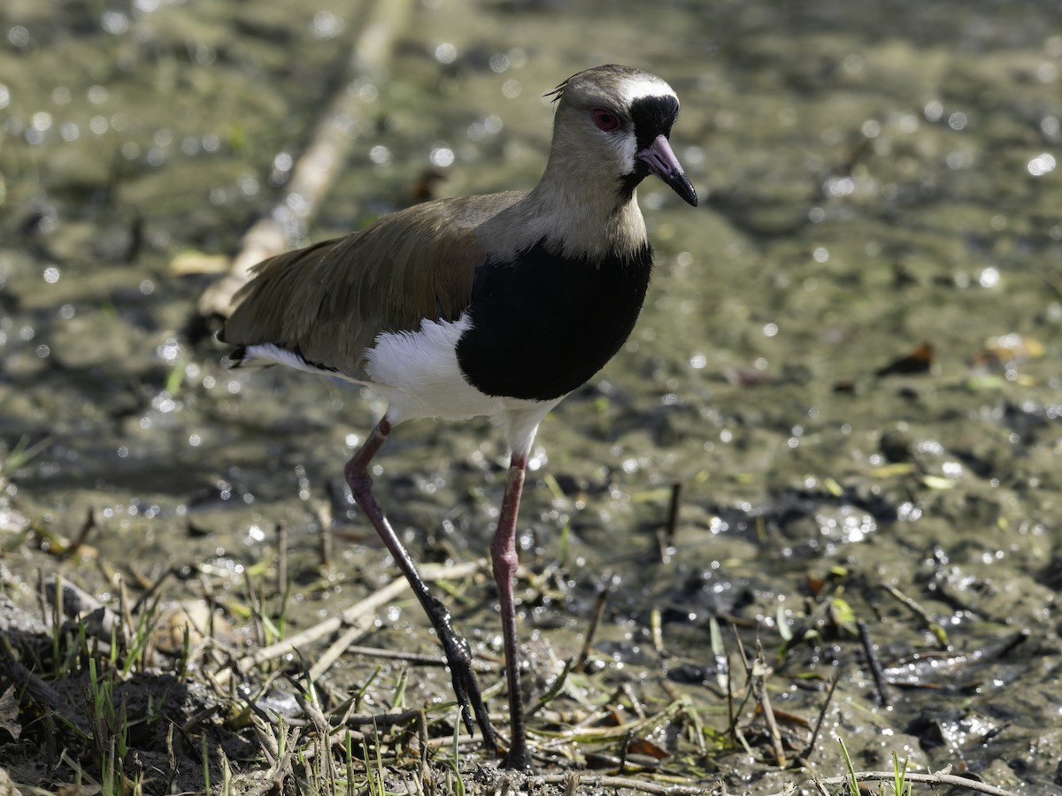 Southern Lapwing - ML646444907