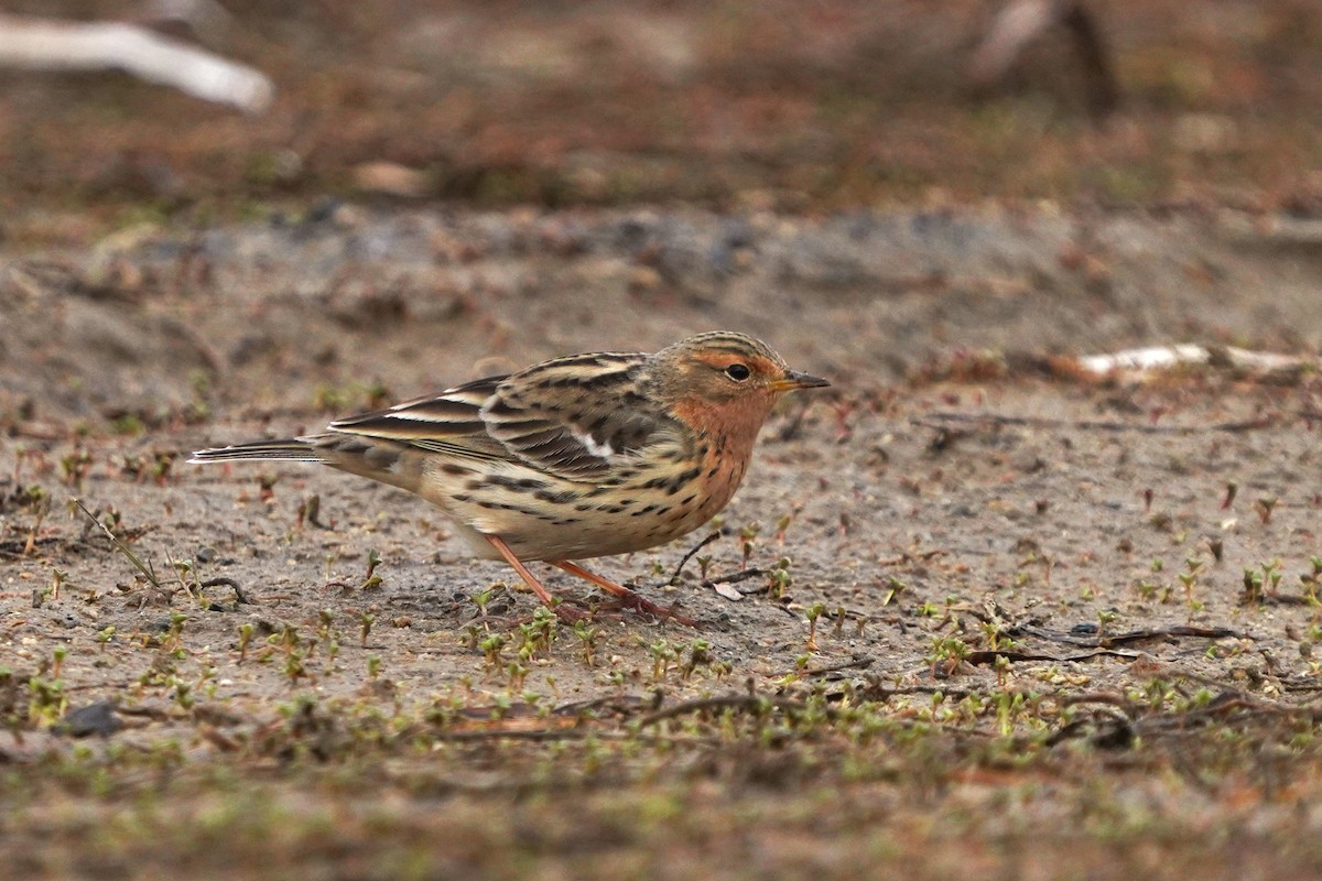 Red-throated Pipit - ML646444908