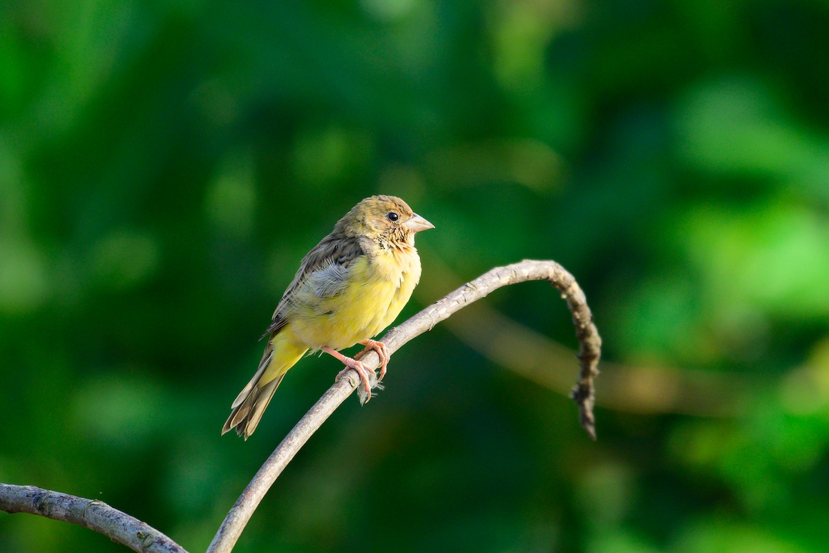 Red-headed Bunting - ML646444912
