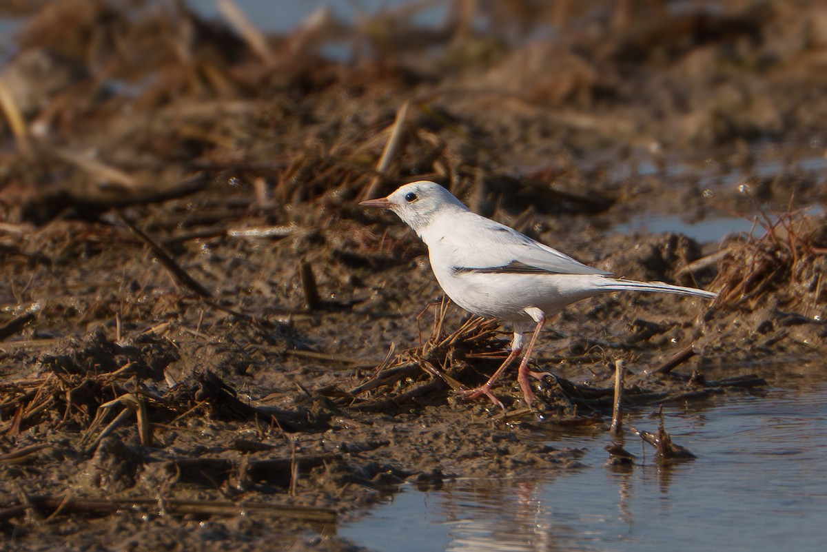 נחליאלי לבן - ML646444921