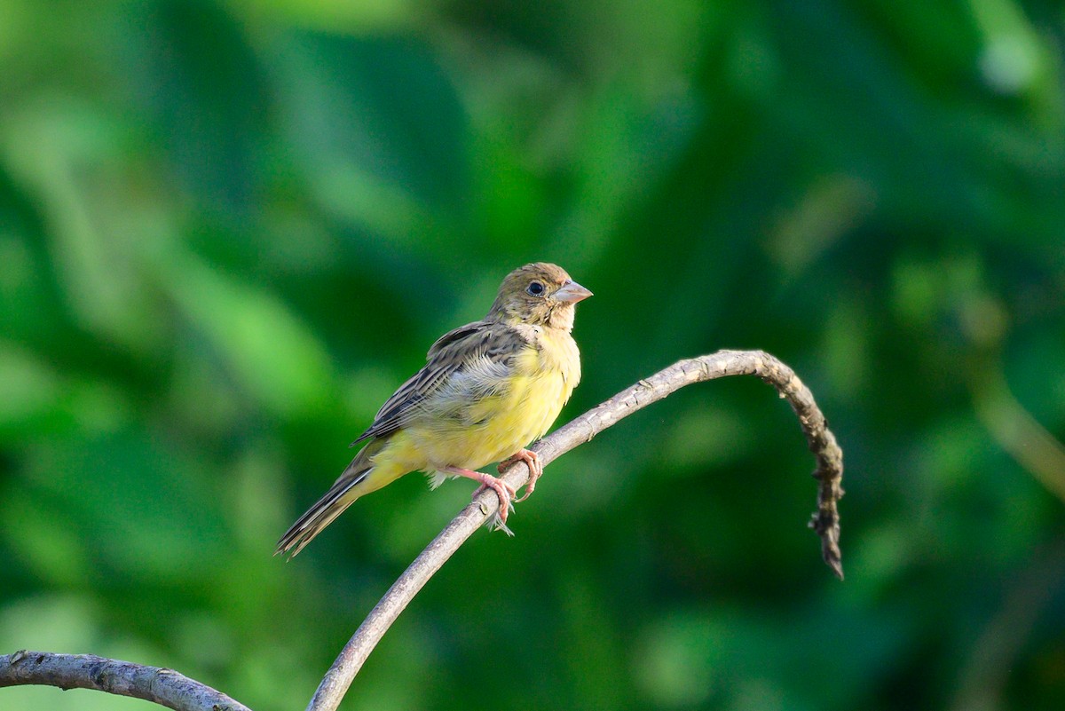 Red-headed Bunting - ML646444922