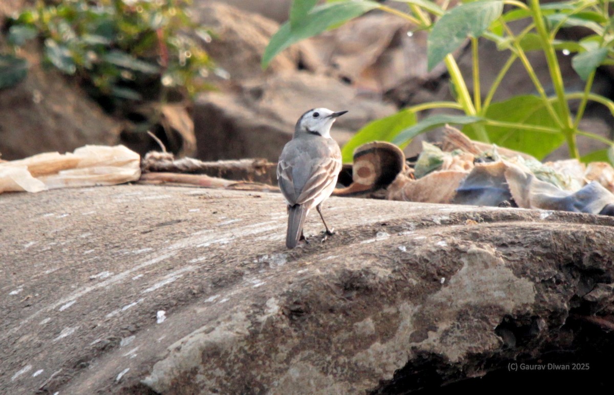 נחליאלי לבן - ML646444923