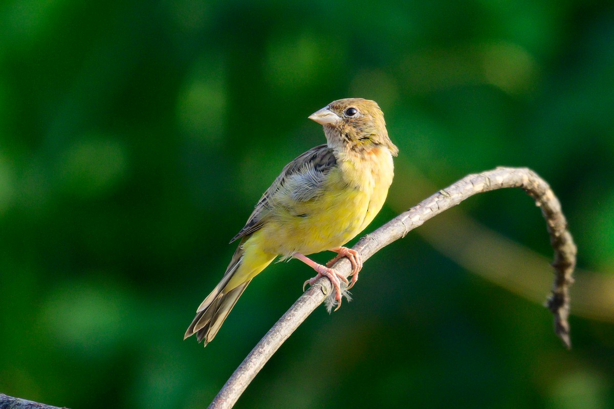 Red-headed Bunting - ML646444928