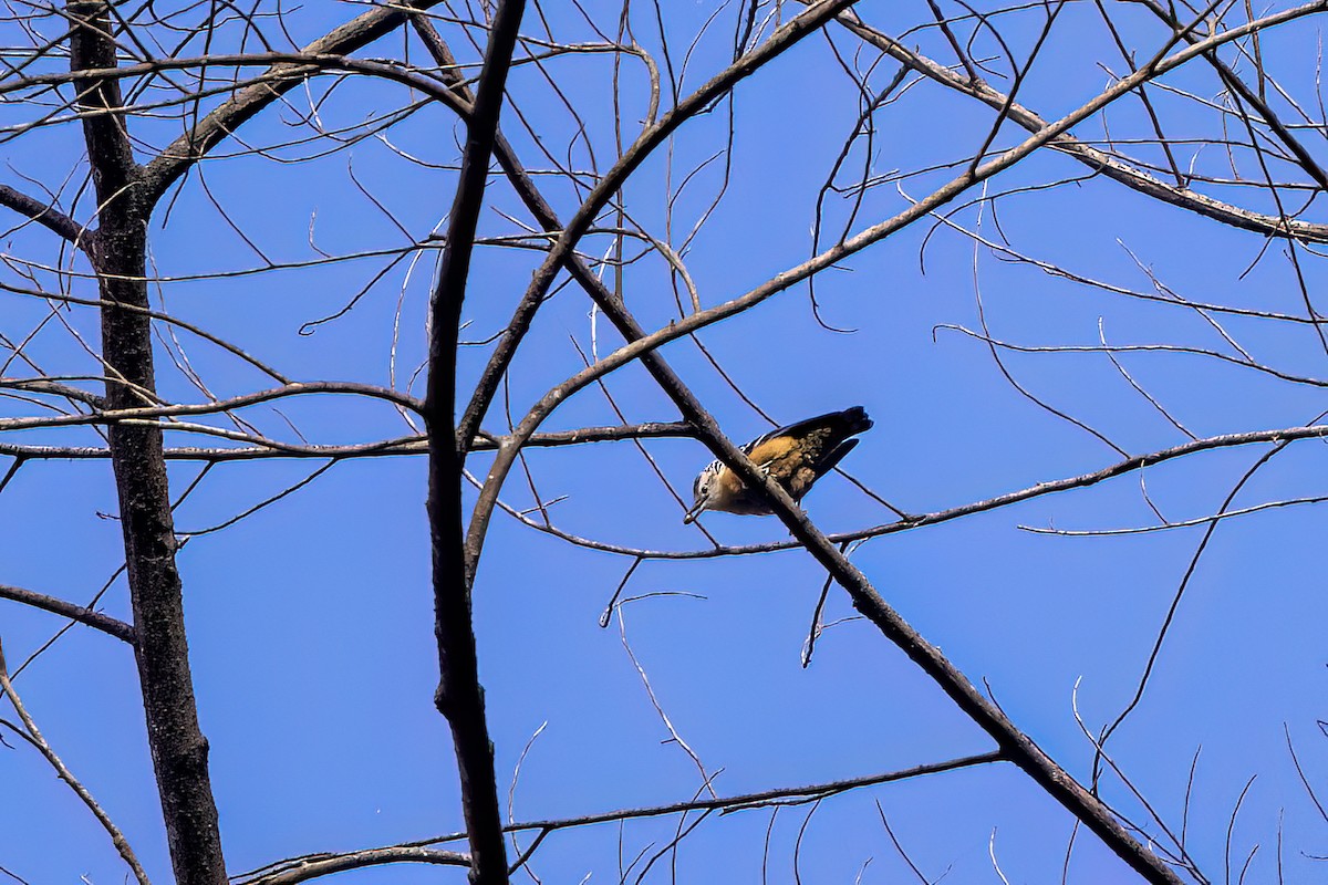Beautiful Nuthatch - ML646444929