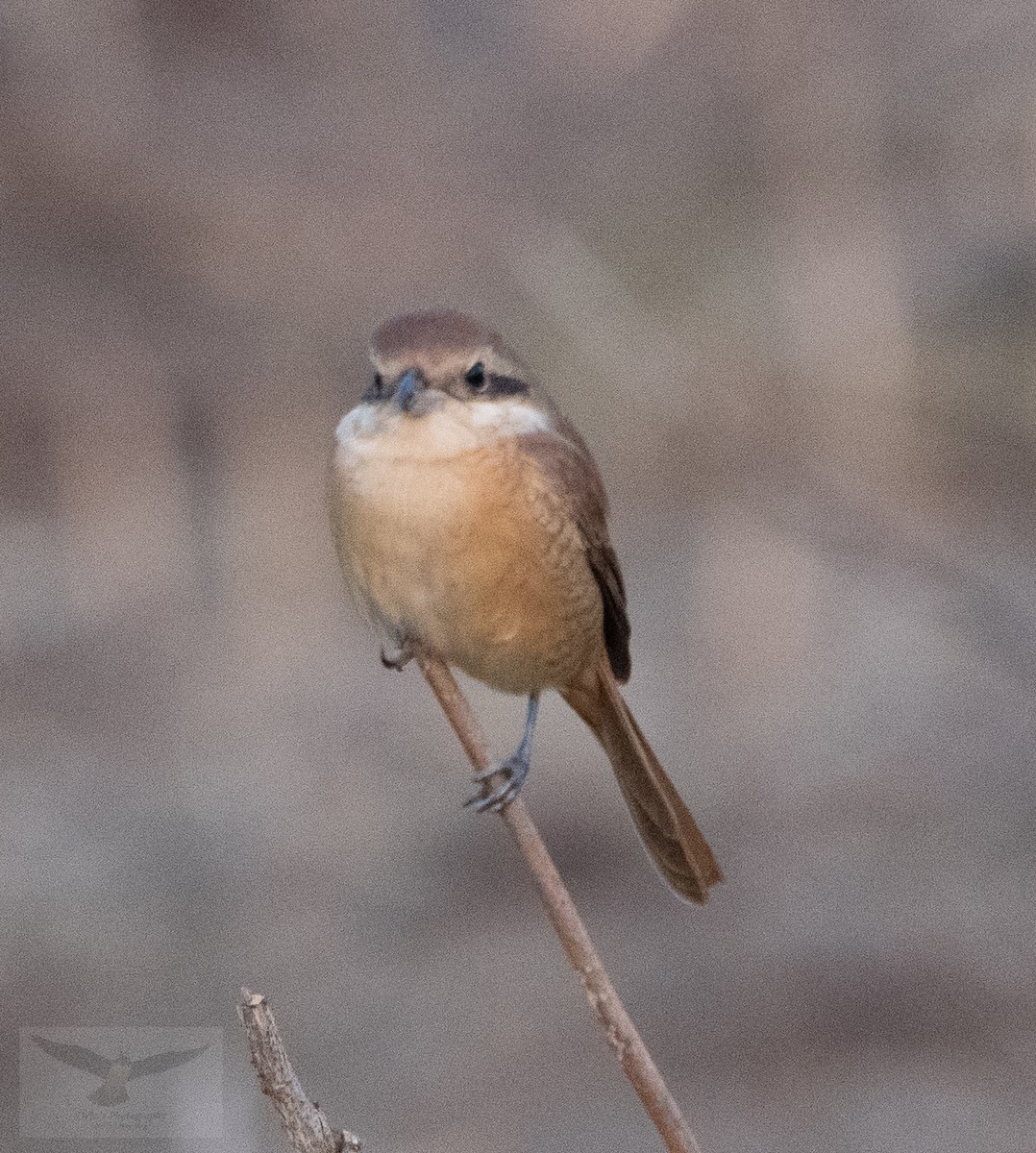Brown Shrike - ML646444930