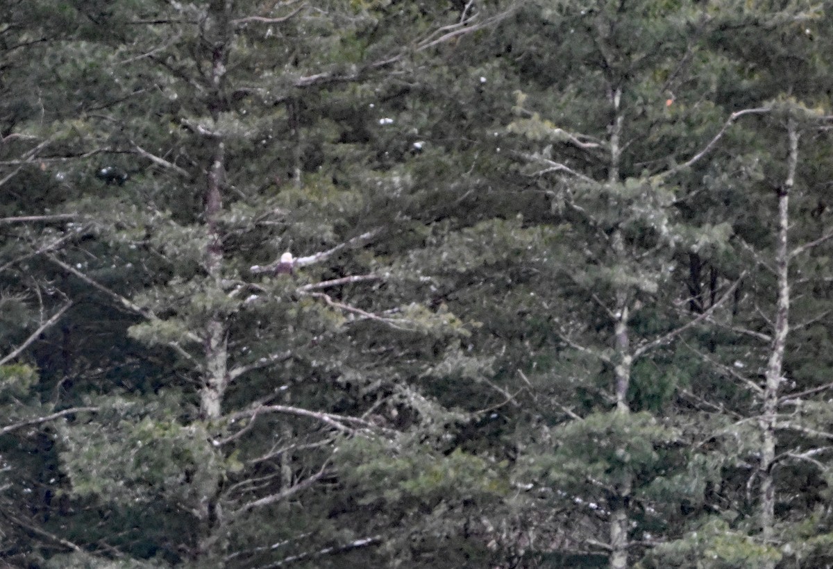 ハクトウワシ - ML646444931