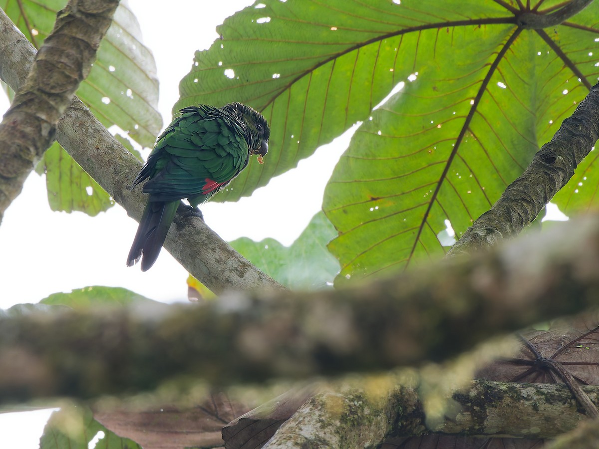 Conure de Souancé (pacifica) - ML646444937