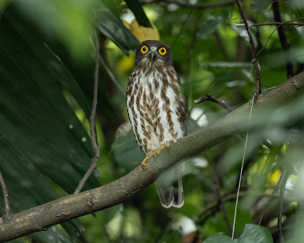 褐鷹鴞 - ML646444939