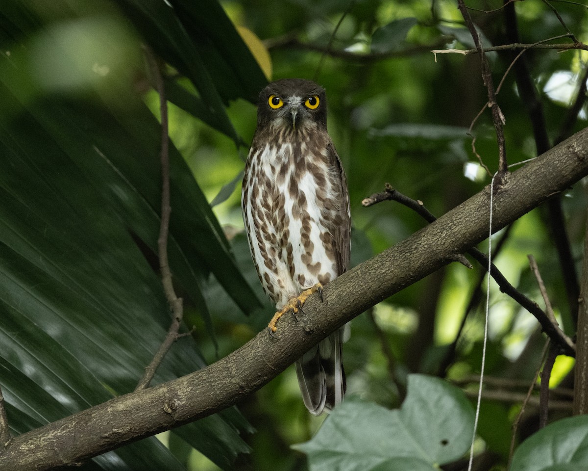 褐鷹鴞 - ML646444941