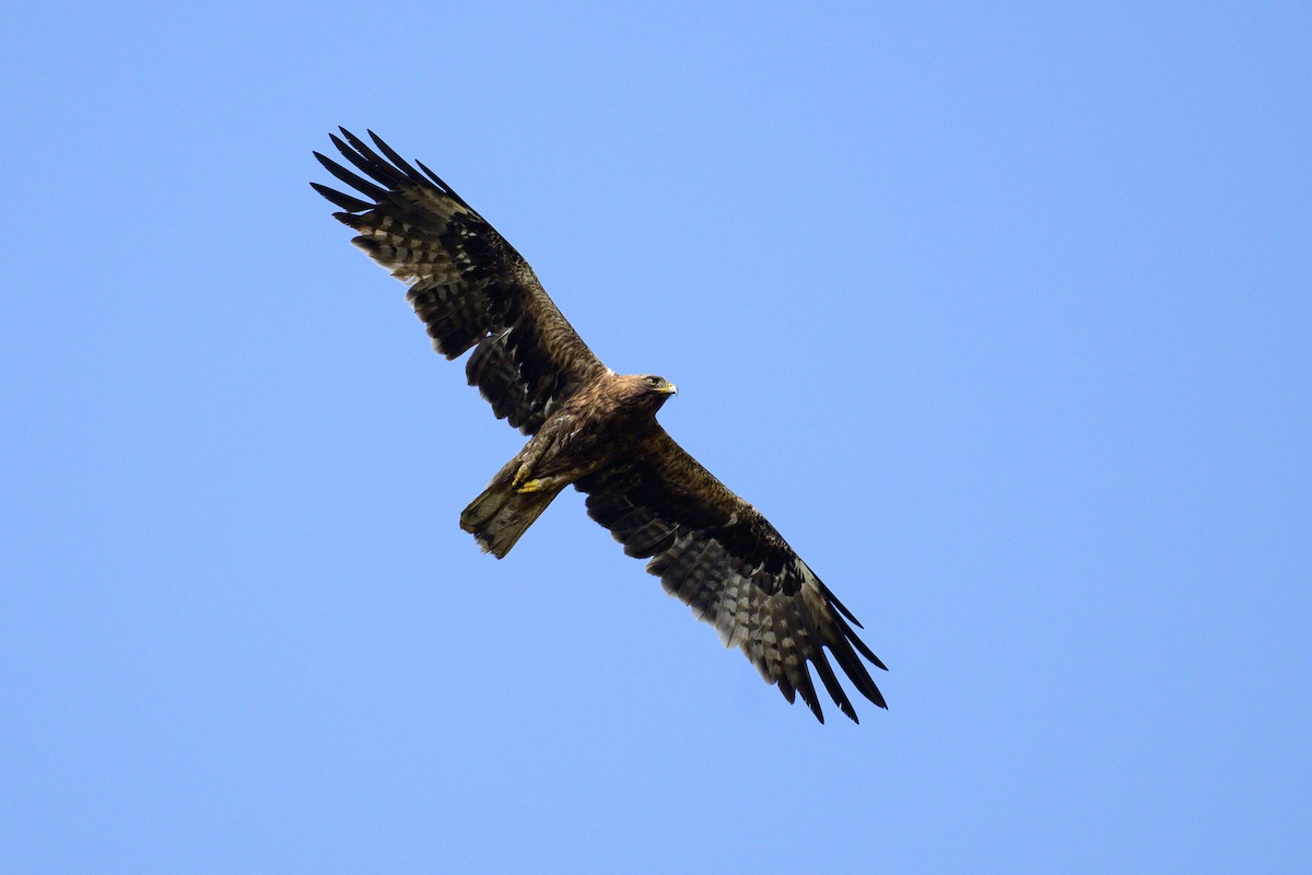 Booted Eagle - ML646444942