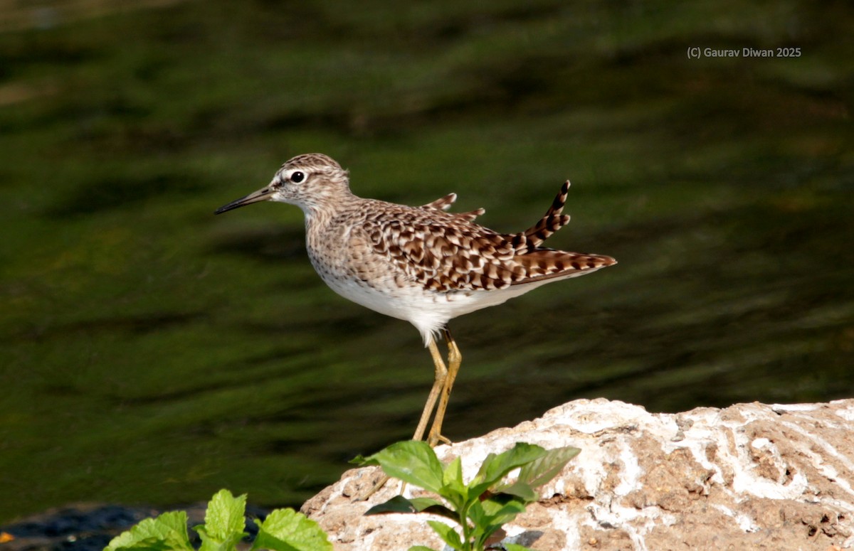 vodouš bahenní - ML646444946