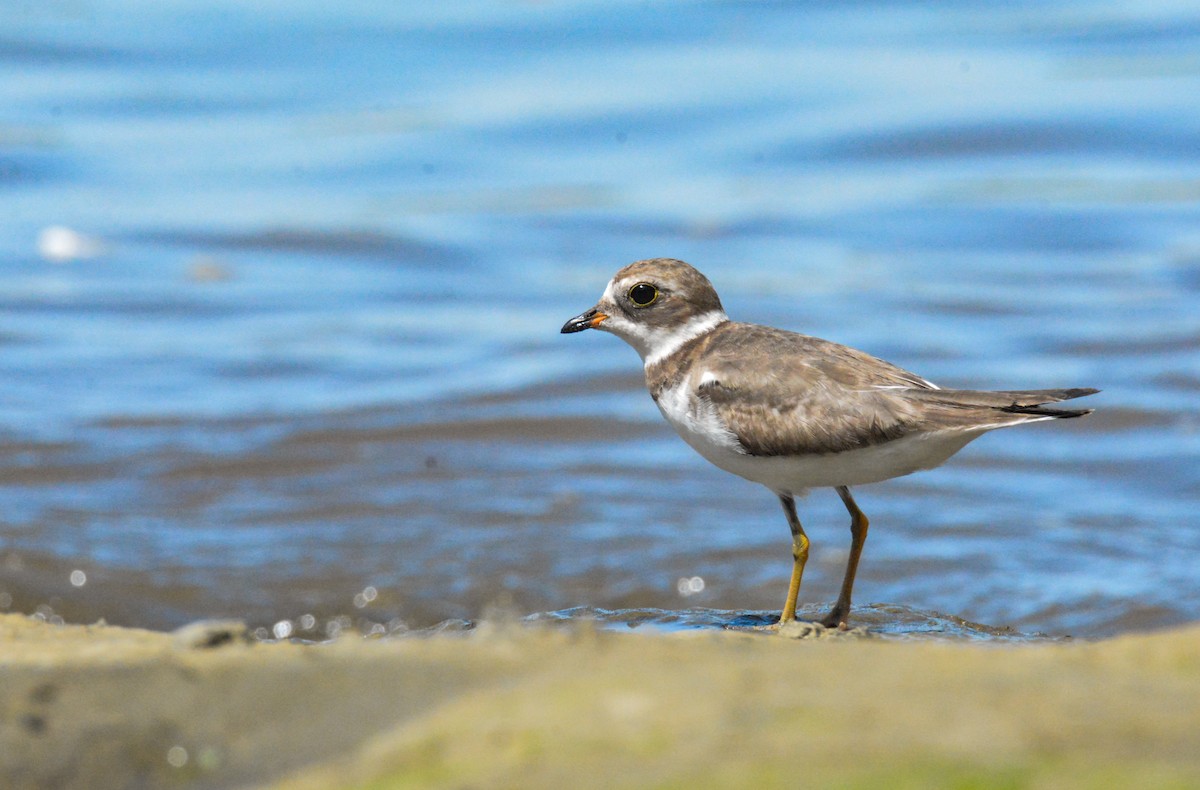 Semipalmated Plover - ML646444947