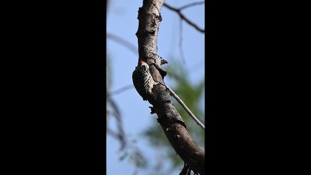 Yellow-crowned Woodpecker - ML646444952