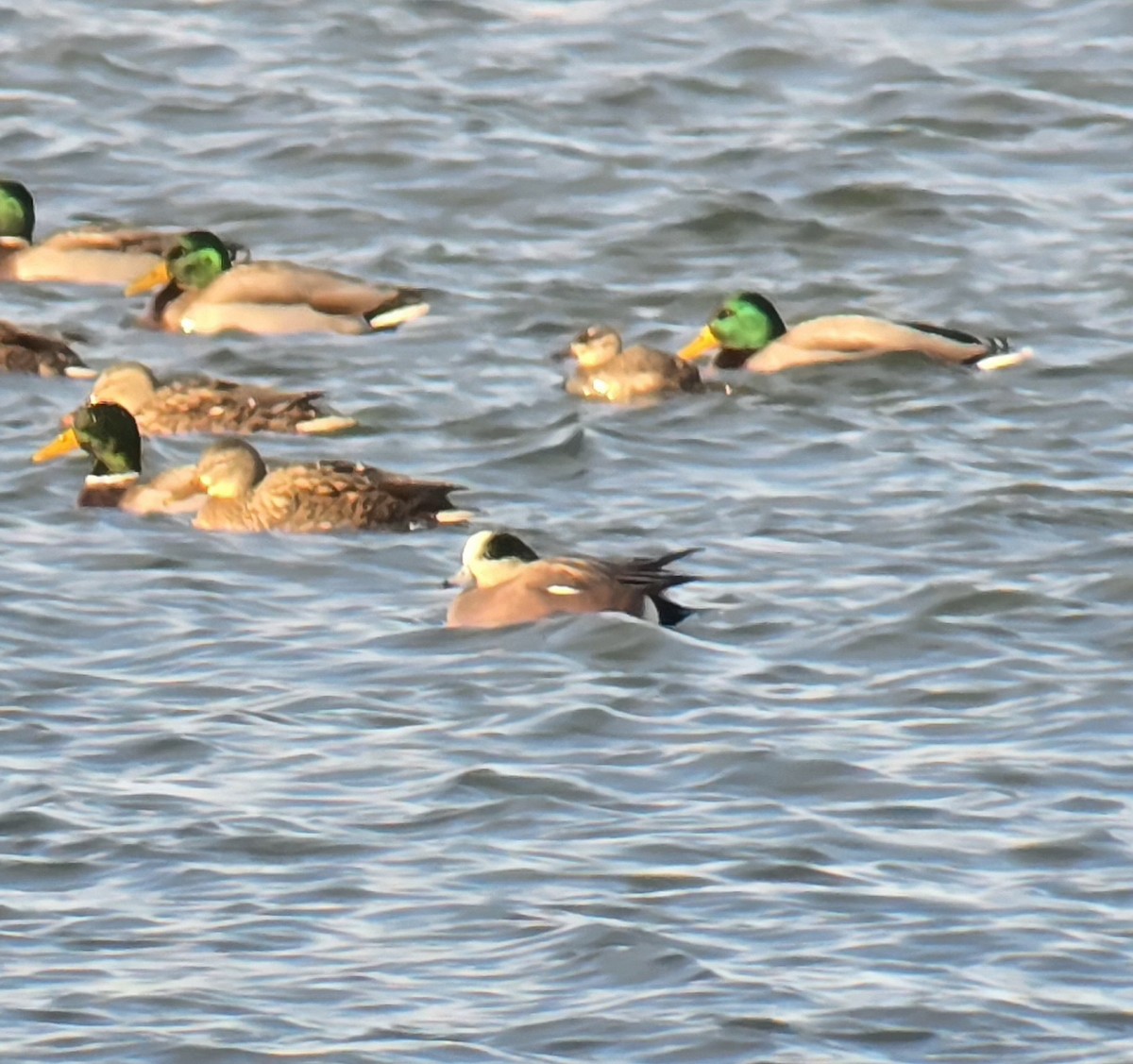 Canard d'Amérique - ML646444957