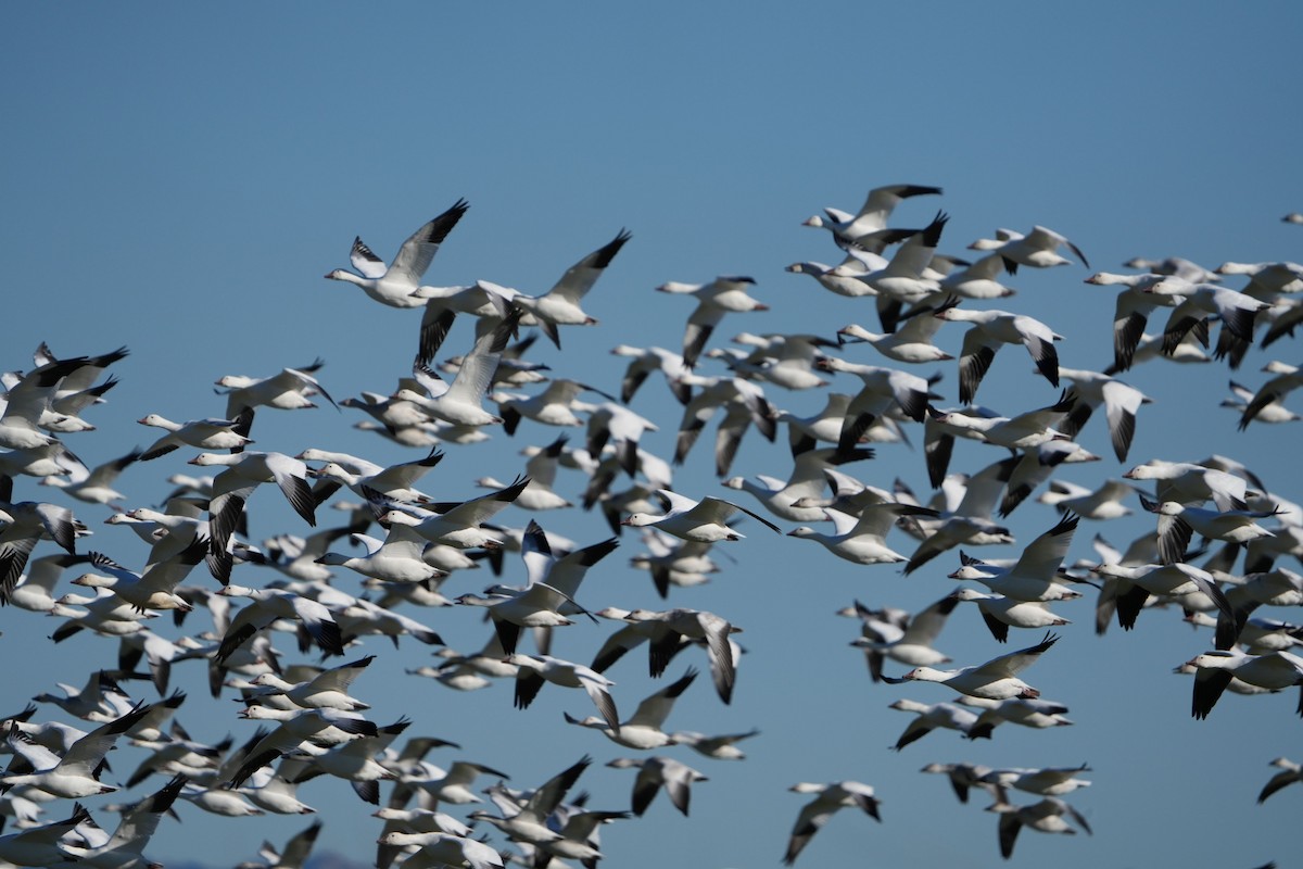 Snow Goose - ML646444959