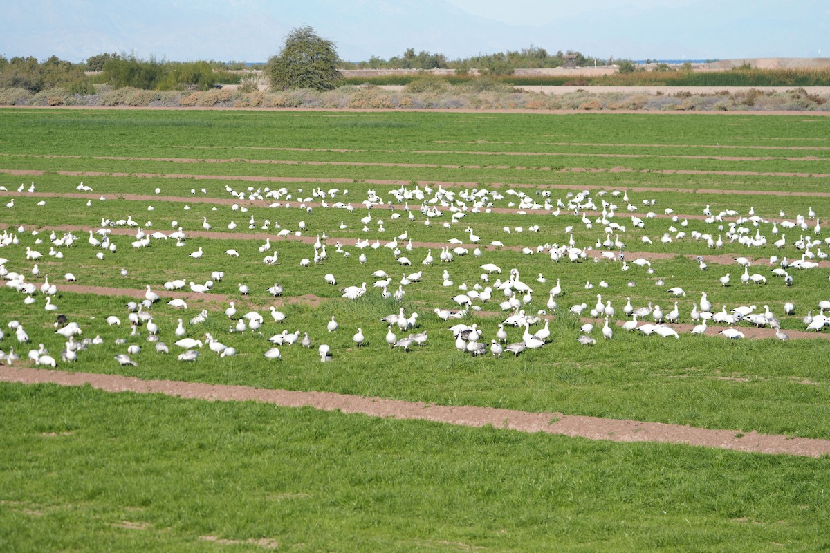 Snow Goose - ML646444960