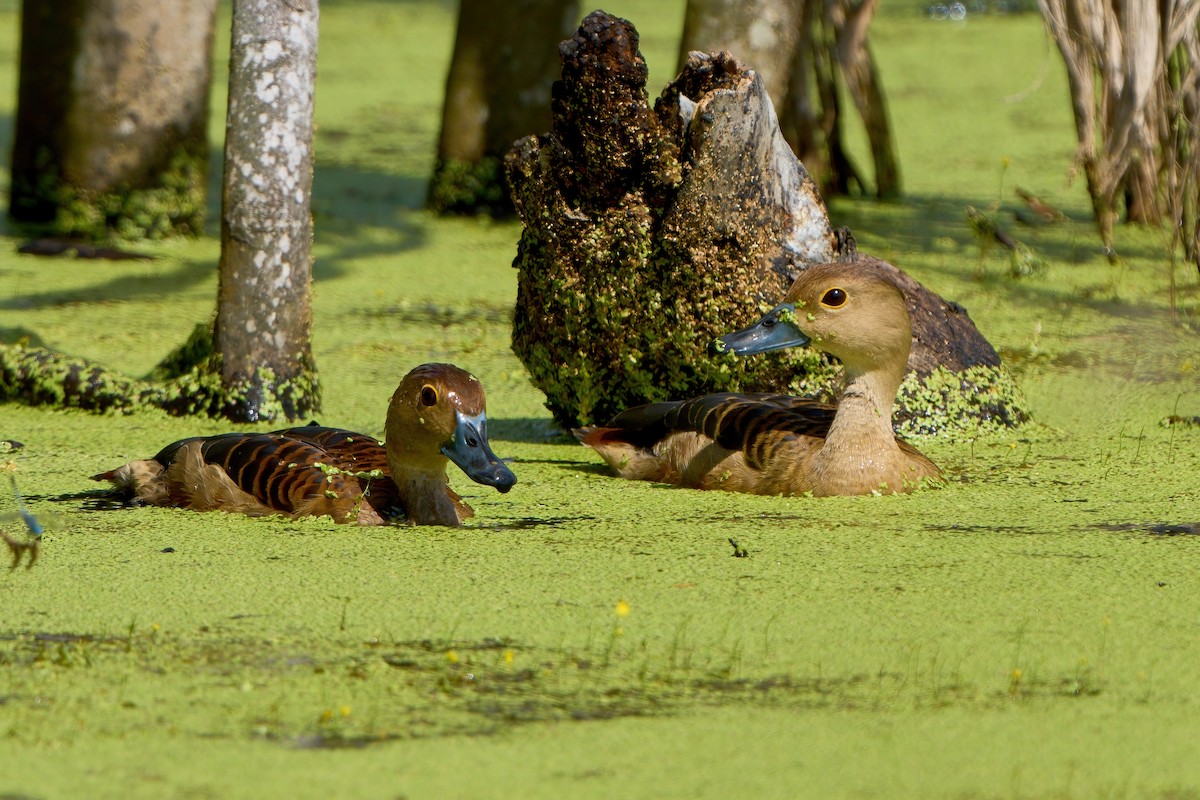 Lesser Whistling-Duck - ML646444961