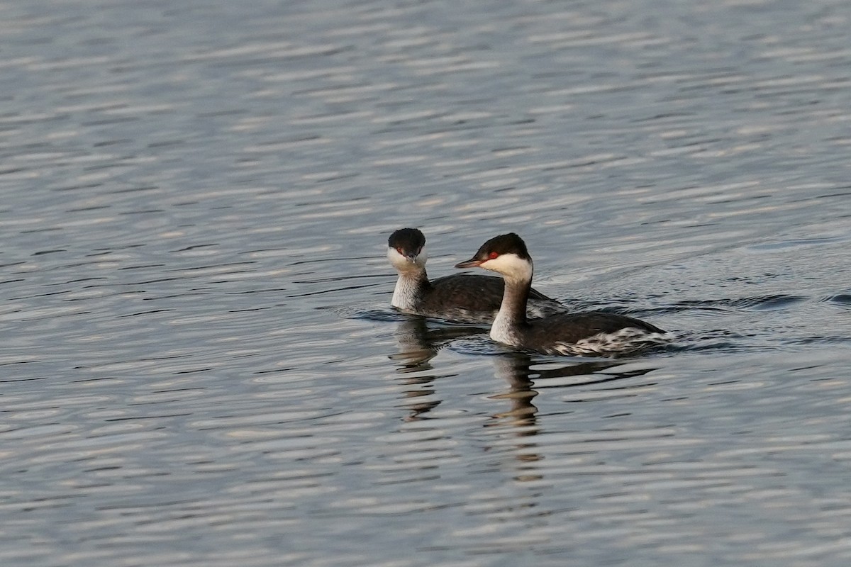 Horned Grebe - ML646444962