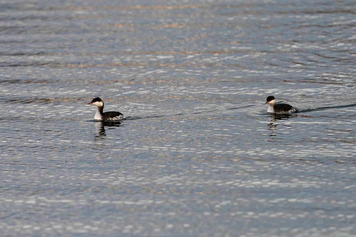 Horned Grebe - ML646444963