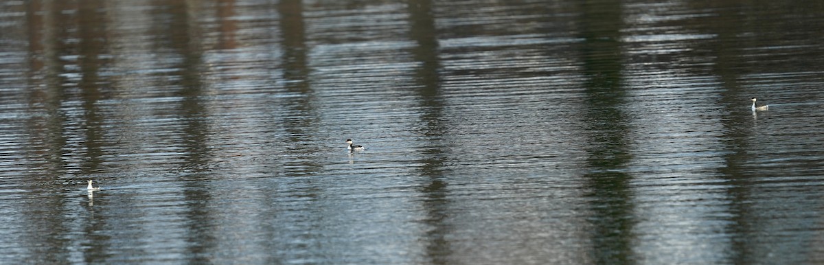 Horned Grebe - ML646444964