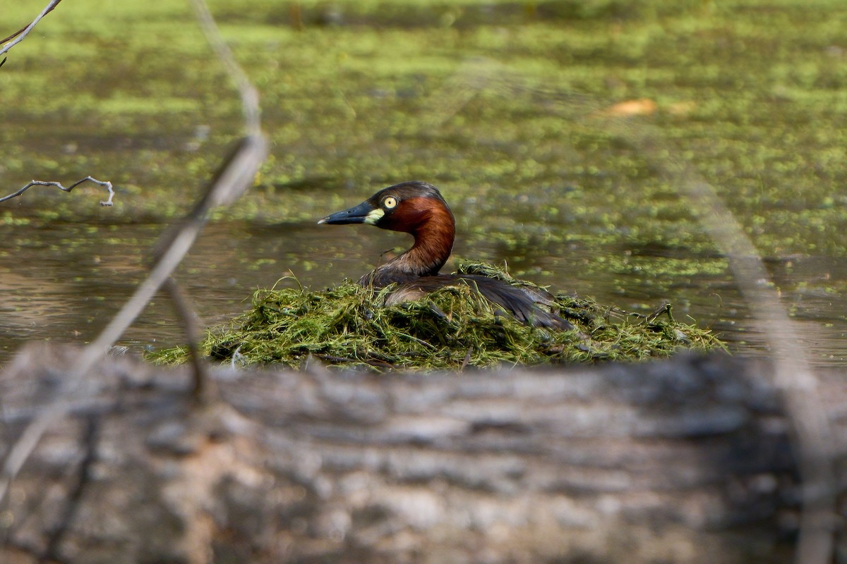 Little Grebe - ML646444966