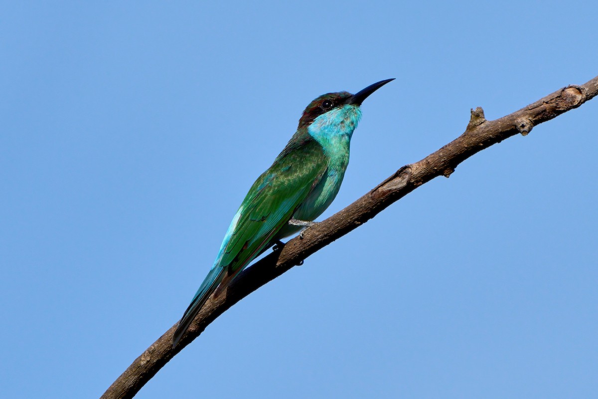 Blue-throated Bee-eater - ML646444969