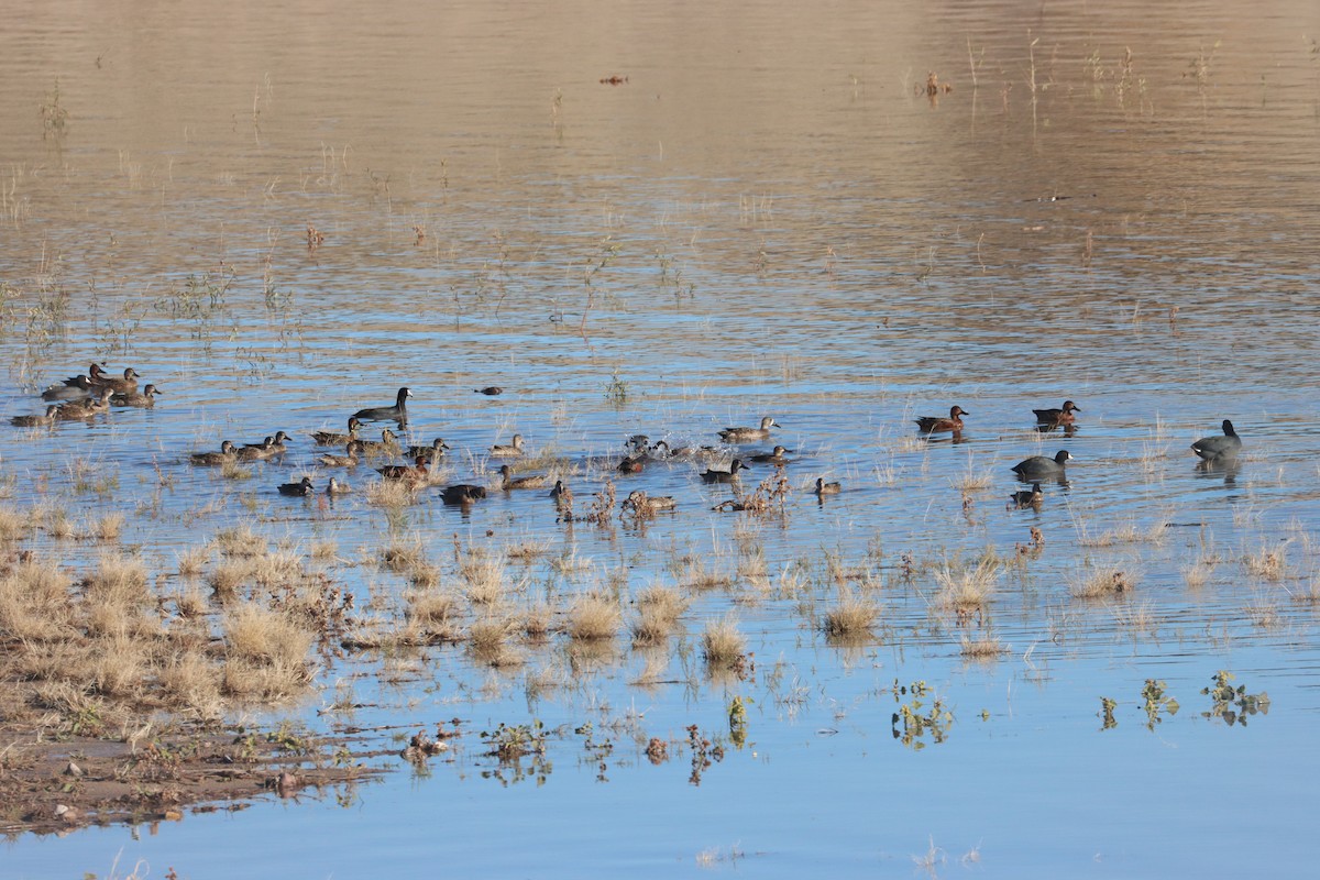 Blue-winged Teal - ML646444970