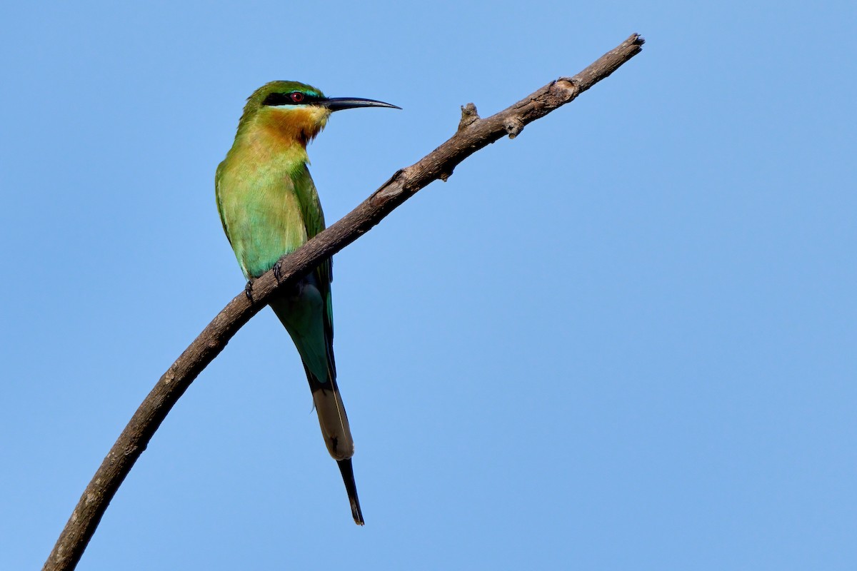 Blue-tailed Bee-eater - ML646444972