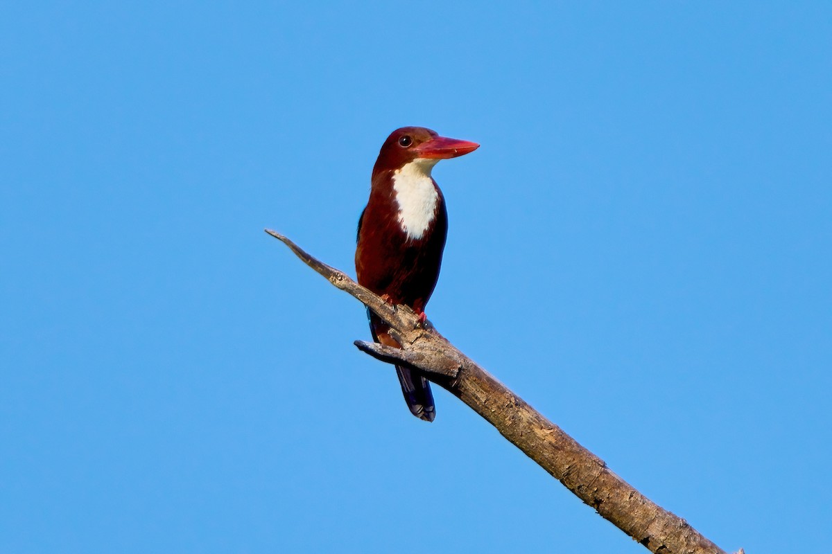 White-throated Kingfisher - ML646444974