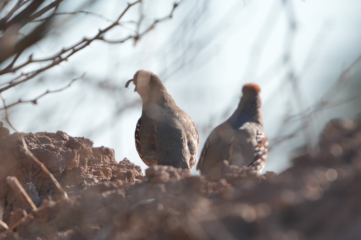 Gambel's Quail - ML646444975