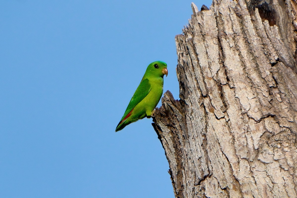 Blue-crowned Hanging-Parrot - ML646444977
