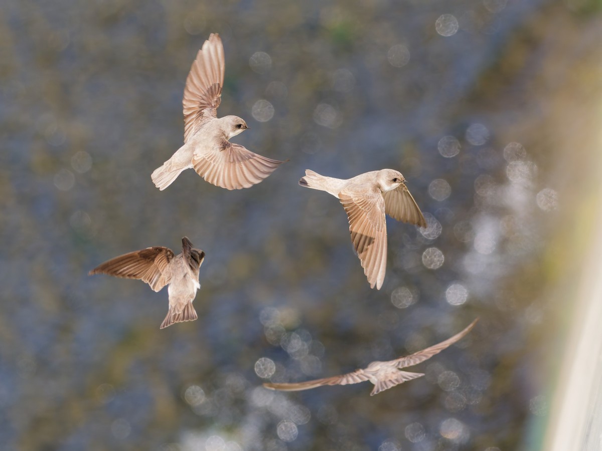 Pale Martin - ML646444981