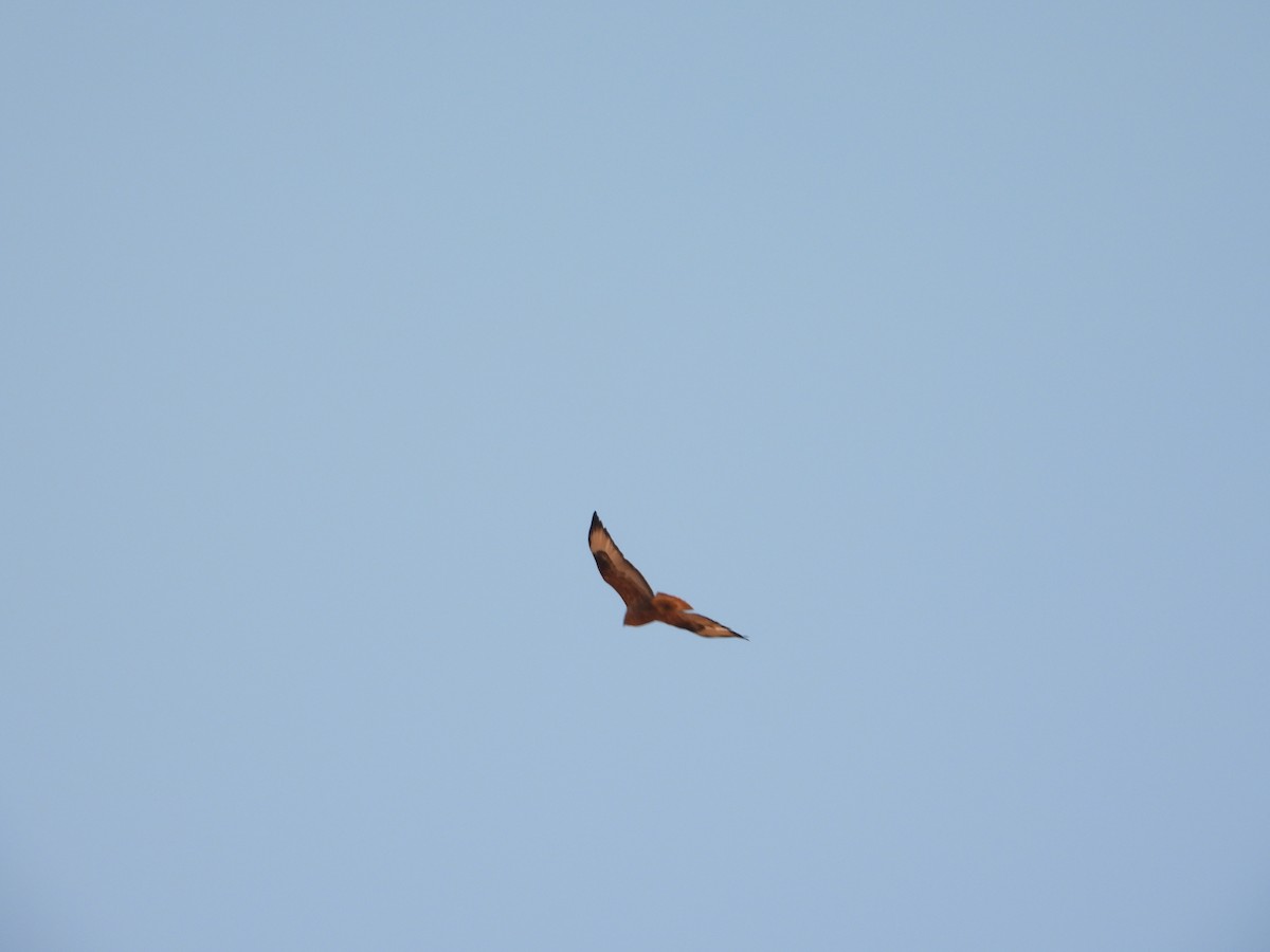 káně bělochvostá - ML646444983