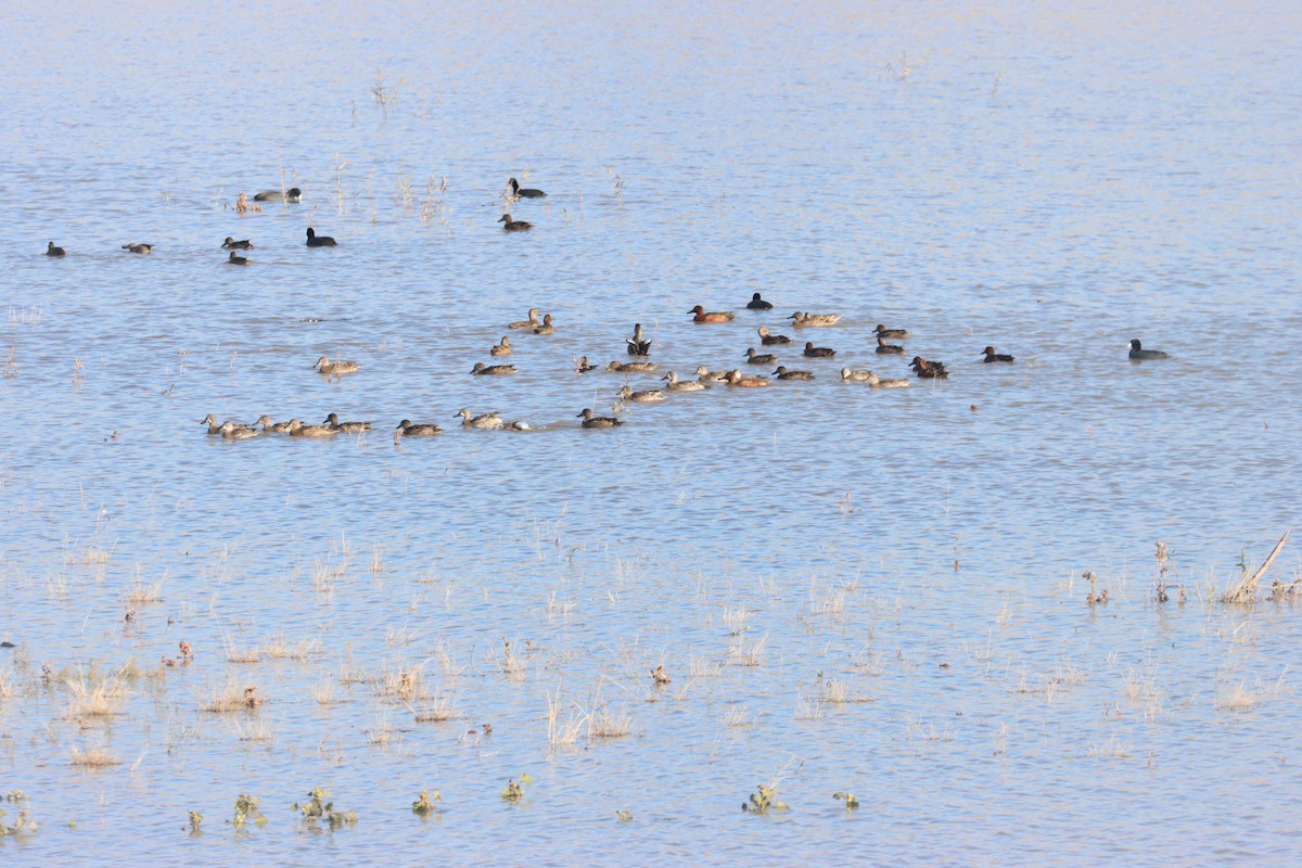 Blue-winged Teal - ML646444984