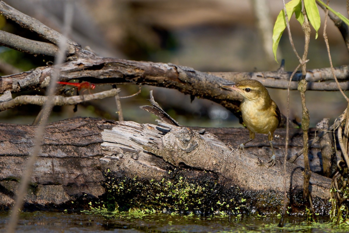 Oriental Reed Warbler - ML646444985