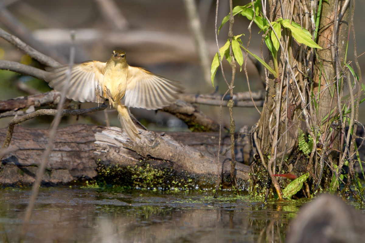 Oriental Reed Warbler - ML646444986