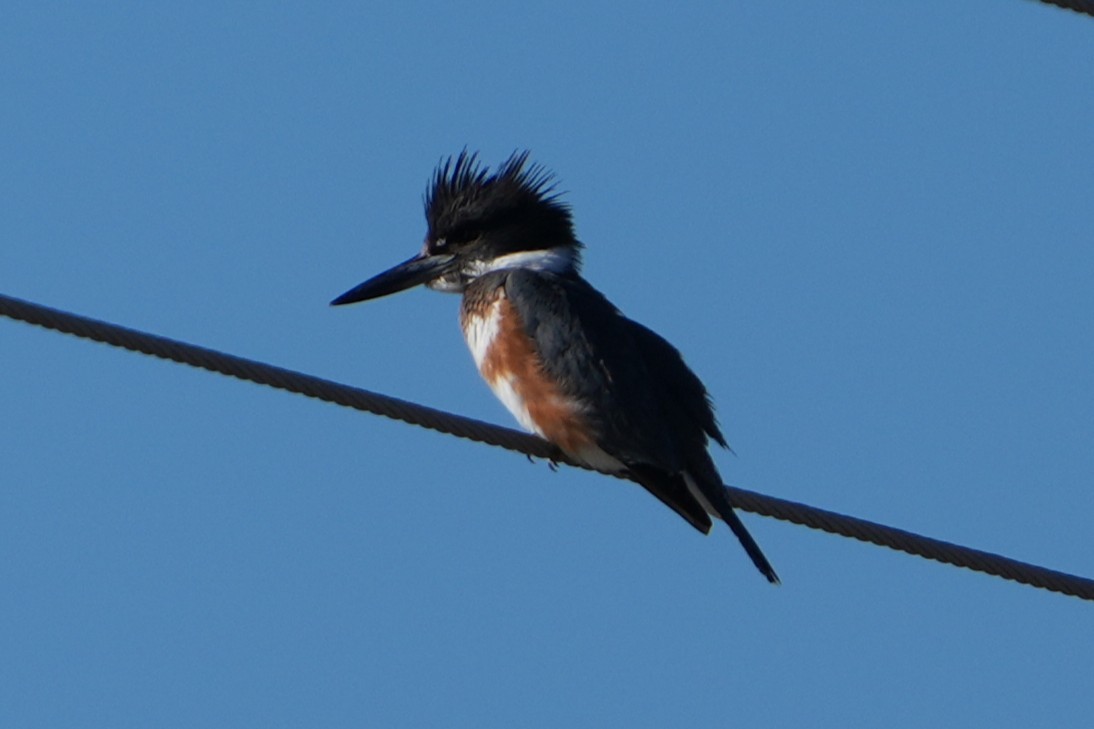 Belted Kingfisher - ML646444988
