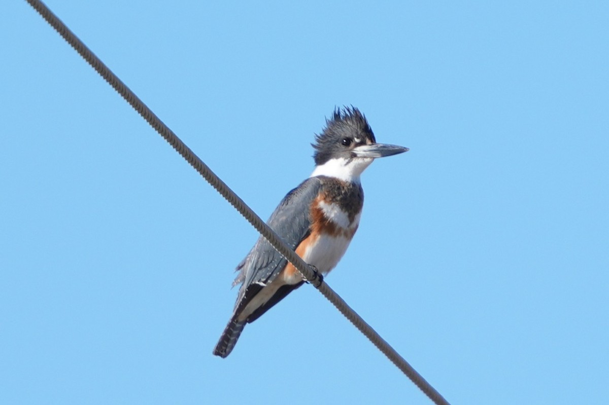 Belted Kingfisher - ML646444989