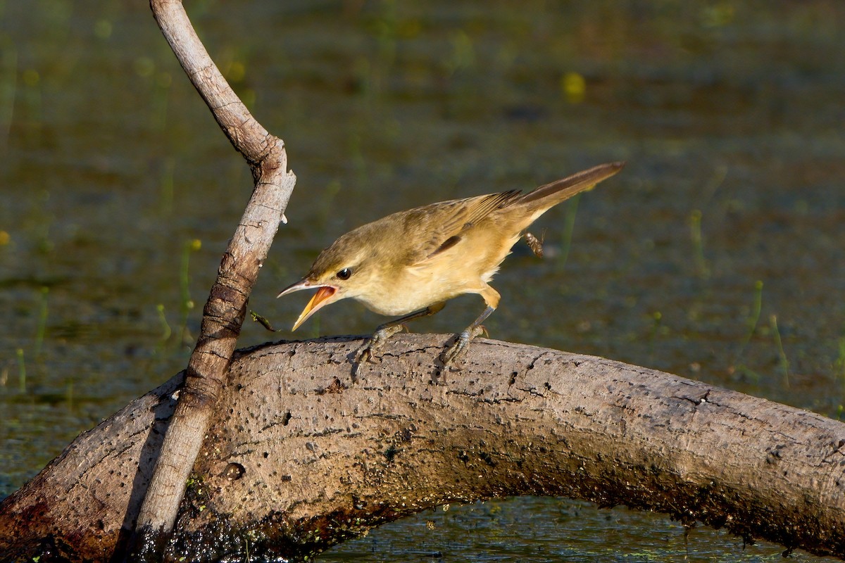Oriental Reed Warbler - ML646444990