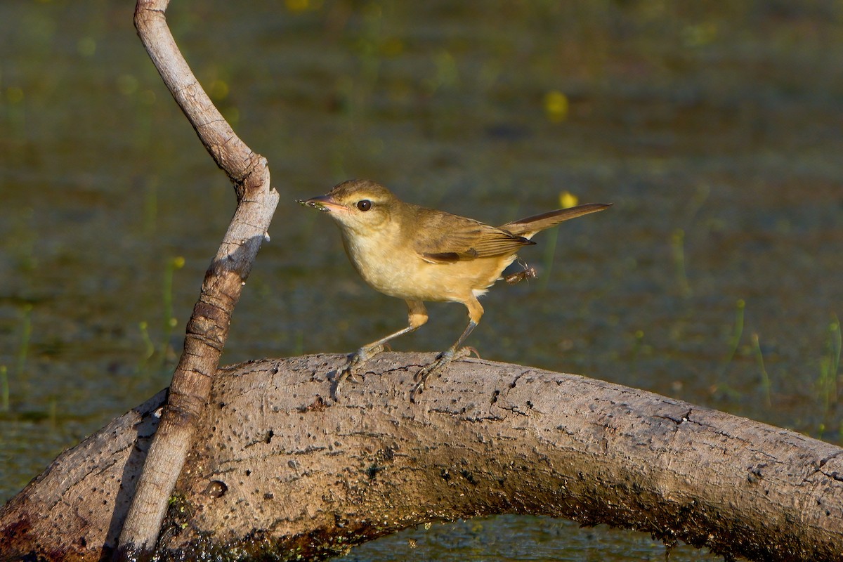 Oriental Reed Warbler - ML646444991