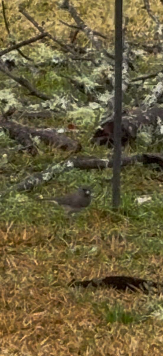 Dark-eyed Junco - ML646444992