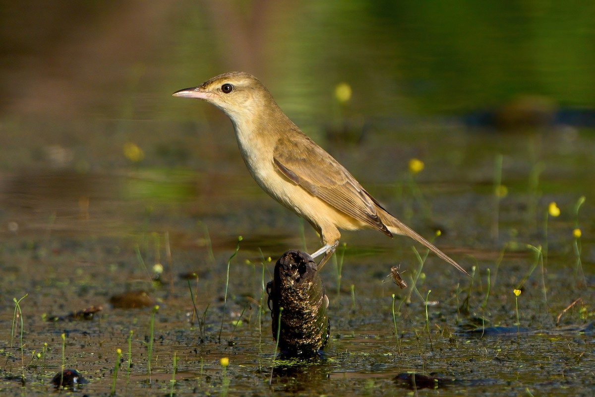 Oriental Reed Warbler - ML646444993