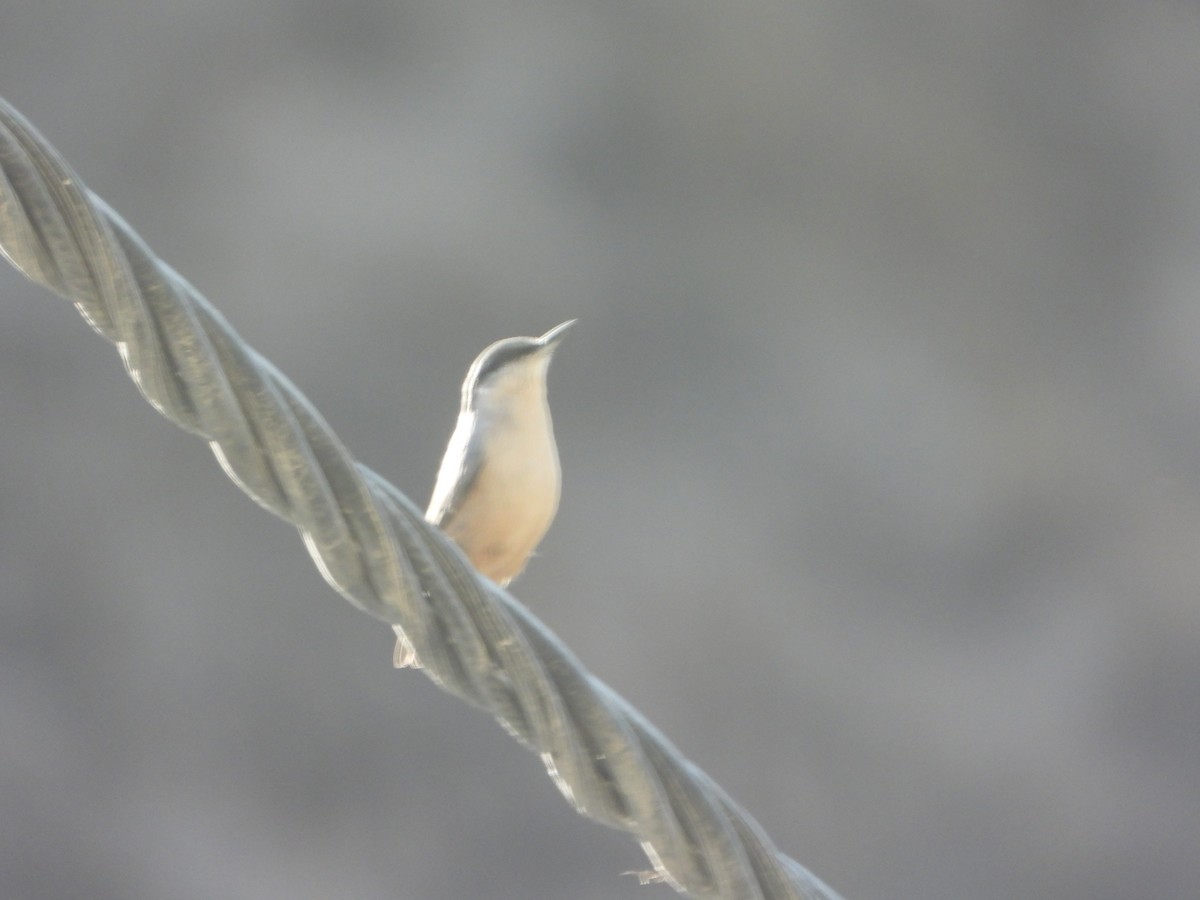 Kaya Sıvacısı - ML646444996