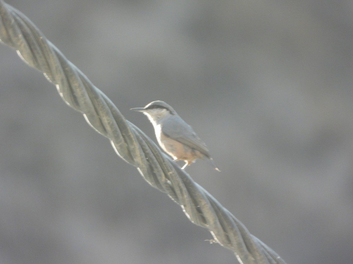 Kaya Sıvacısı - ML646444997