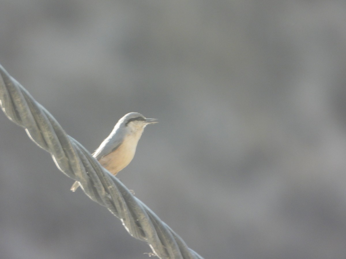 Kaya Sıvacısı - ML646444998