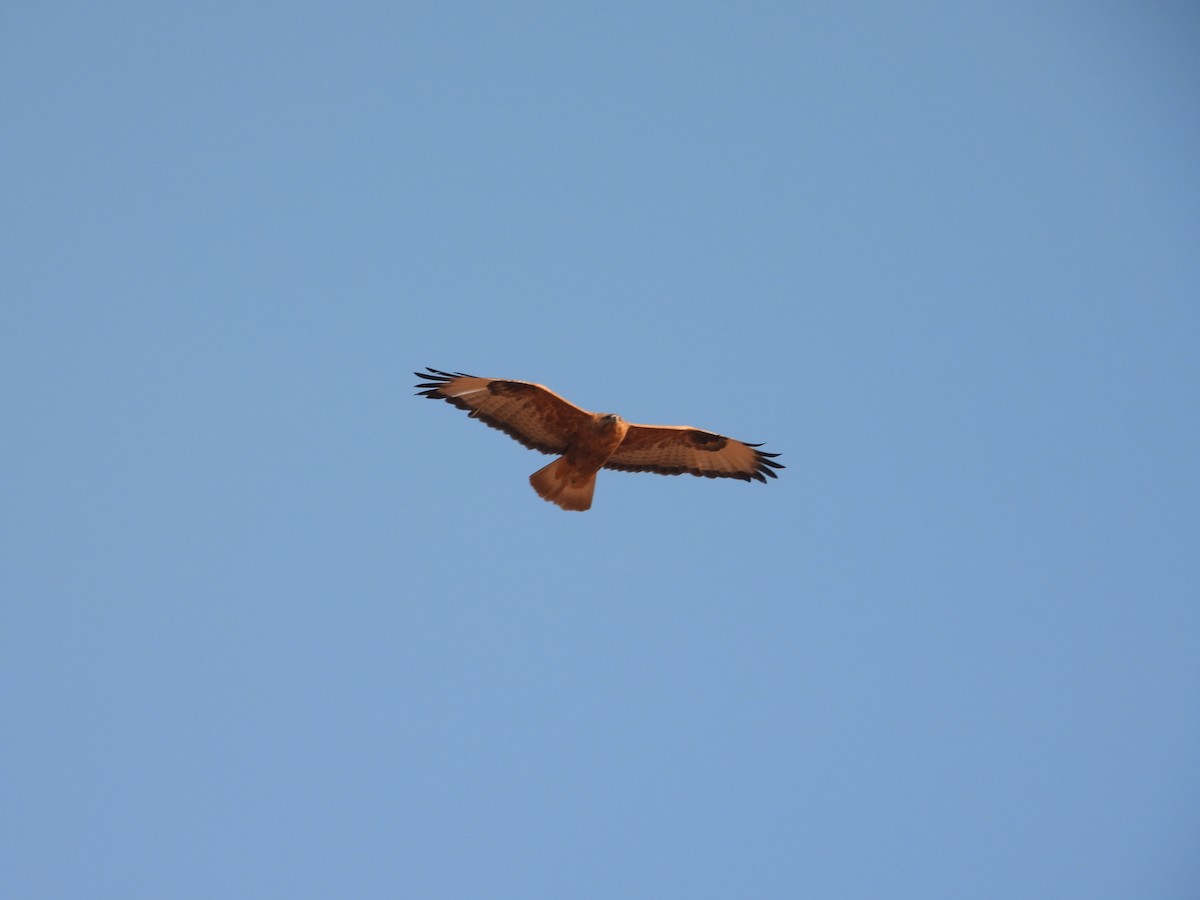 káně bělochvostá - ML646444999