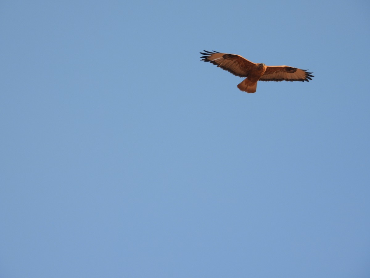 Kaya Sıvacısı - ML646445000