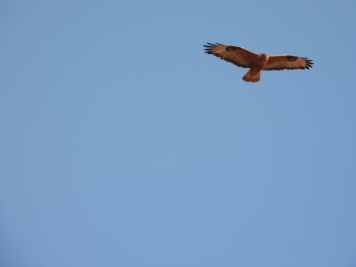 Kaya Sıvacısı - ML646445001